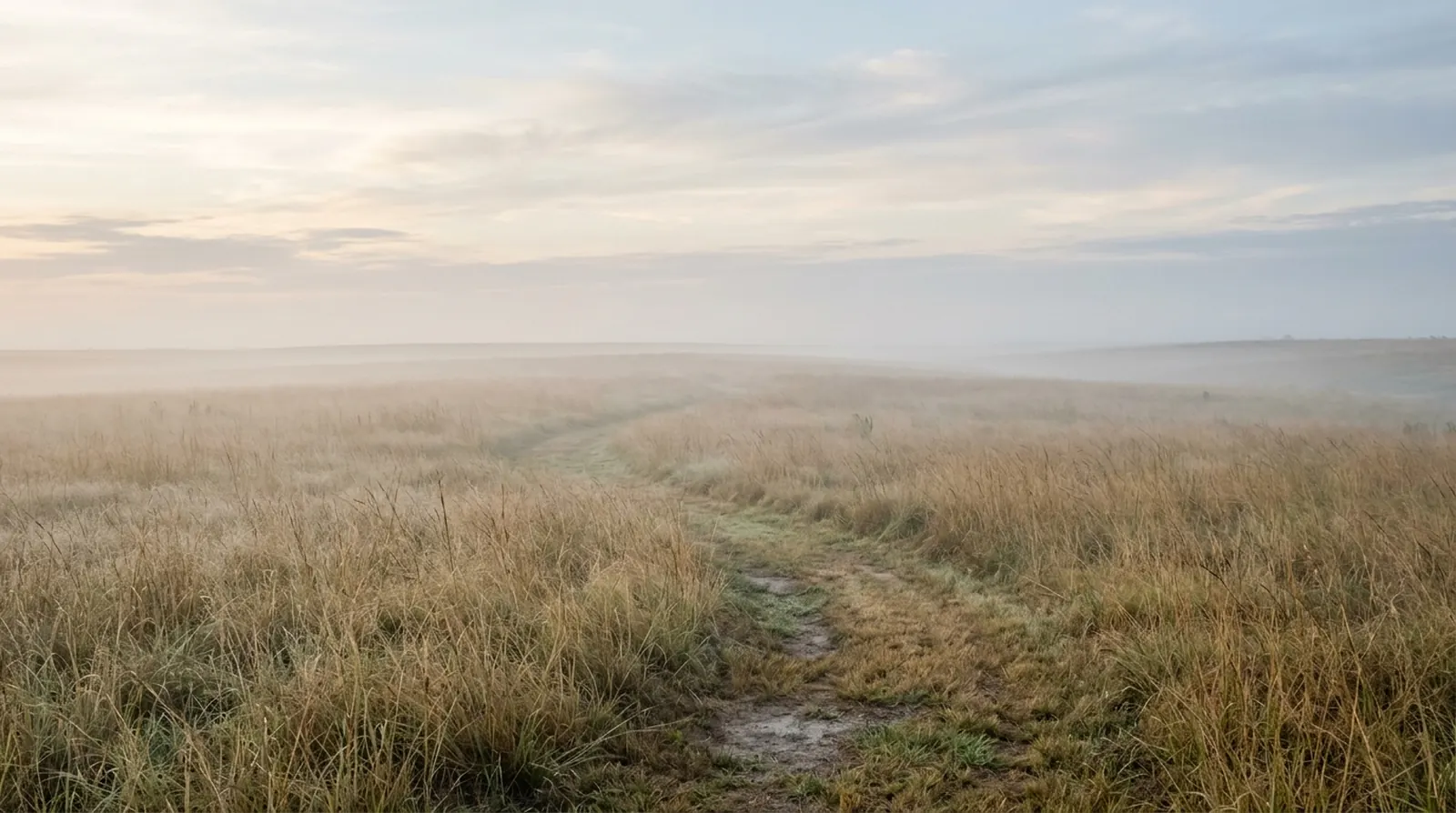 Texas prairie grasses in soft morning fog near Katy