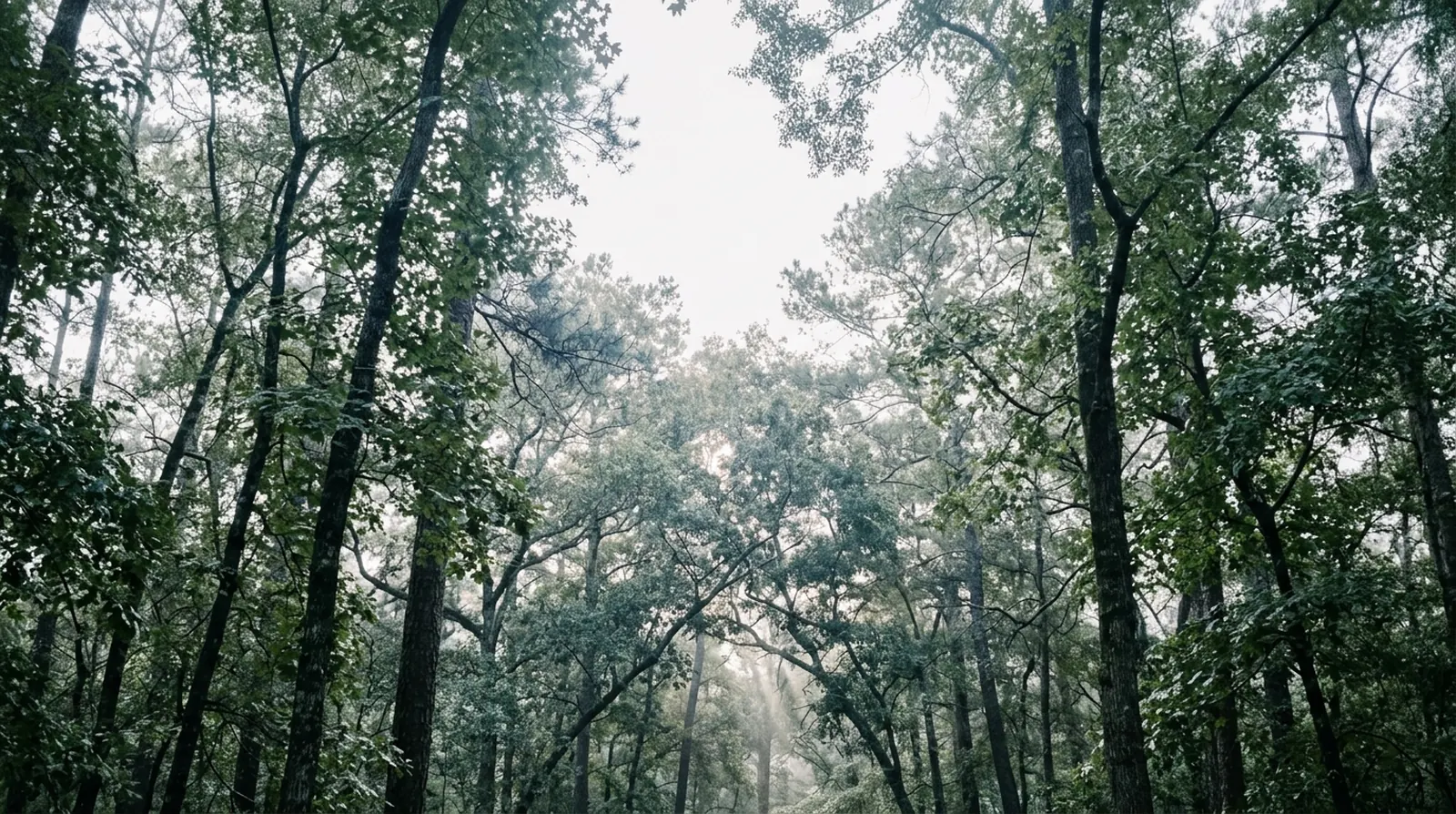 Forest canopy with soft light shafts breaking through